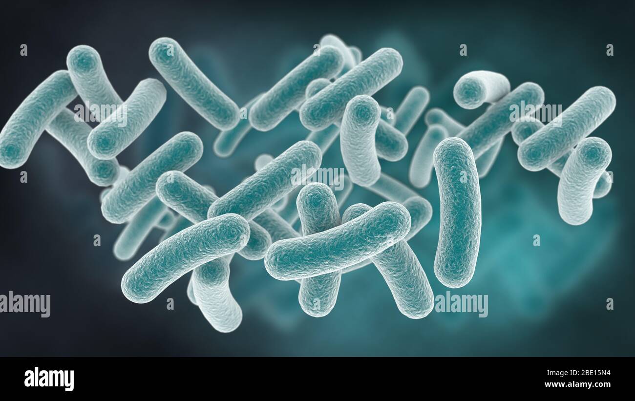 Rod Shaped Bacteria High Resolution Stock Photography And Images Alamy Rod Shaped Bacteria High Resolution Stock Photography And Images Alamy