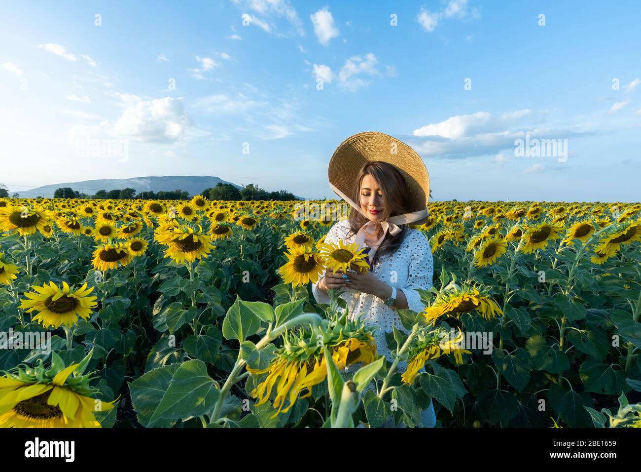 A beautiful asian women in a white dress and hat walking on a field of sunflowers , smiling a beautiful smile,cheerful girl,style, lifestyle  and suns Stock Photo