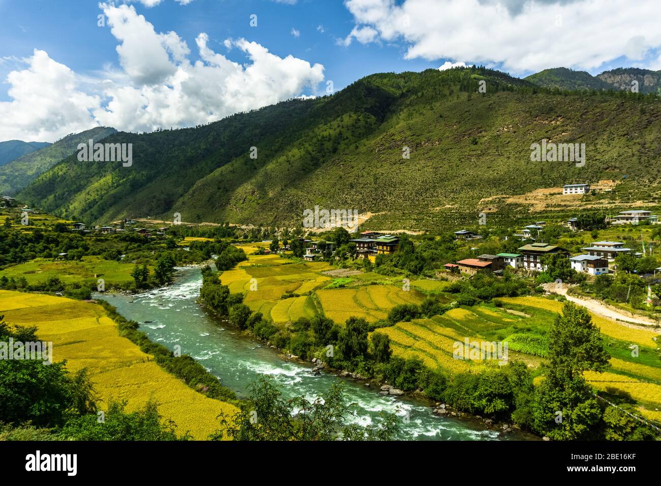 beautiful paddy fields in bhutan paro kingdom during october near harvest Stock Photo