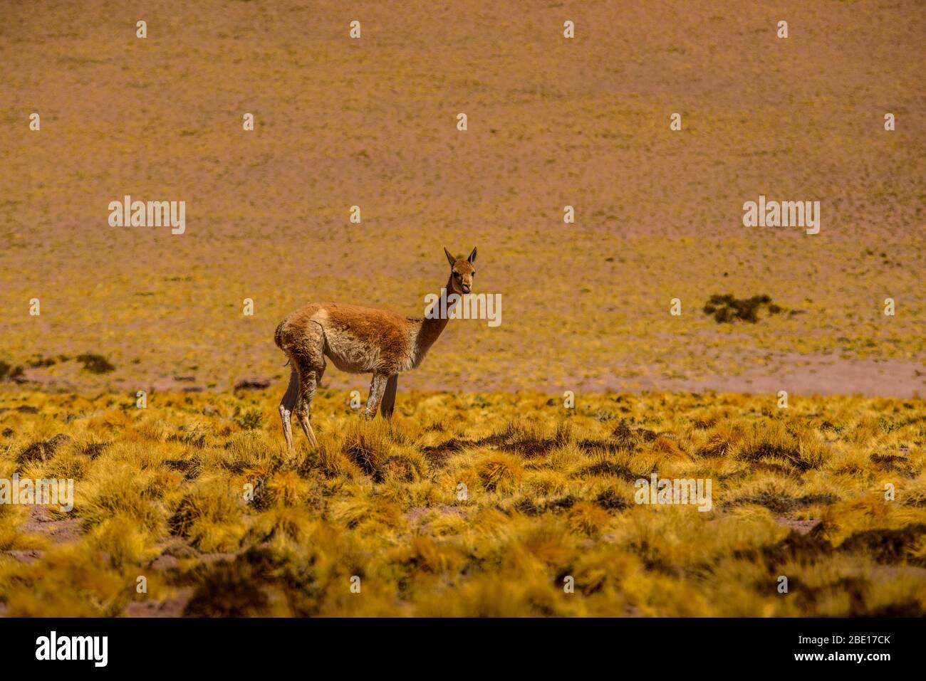 Guanaco in the wild in the Chilean highlands Stock Photo