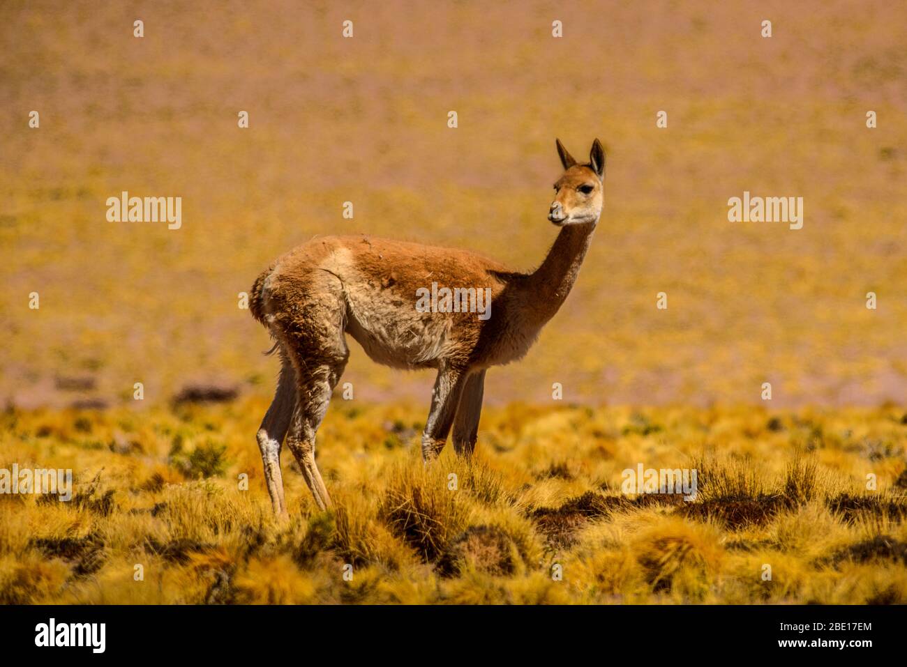 Guanaco in the wild in the Chilean highlands Stock Photo