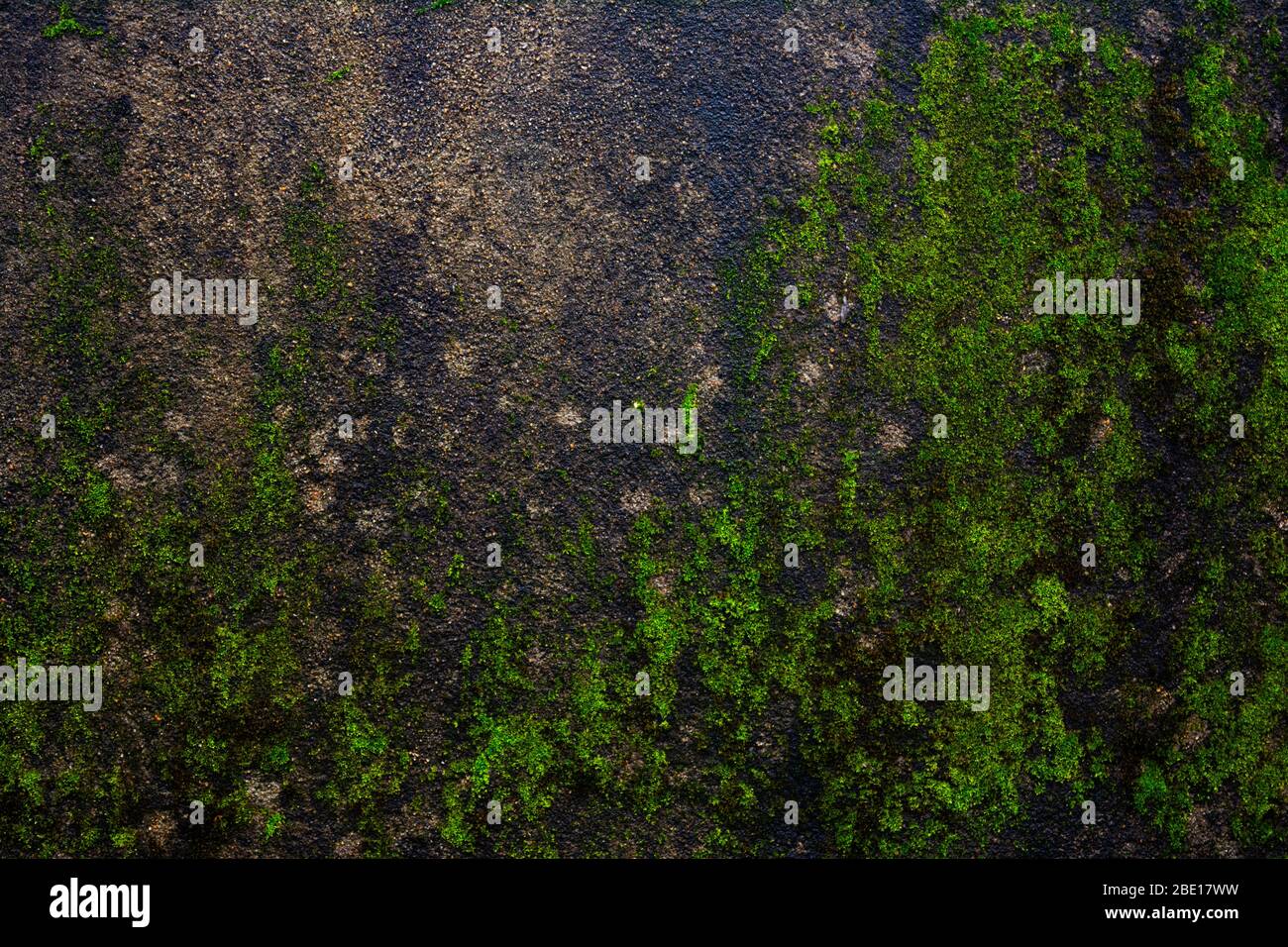 Green moss on concrete wall - background Stock Photo - Alamy