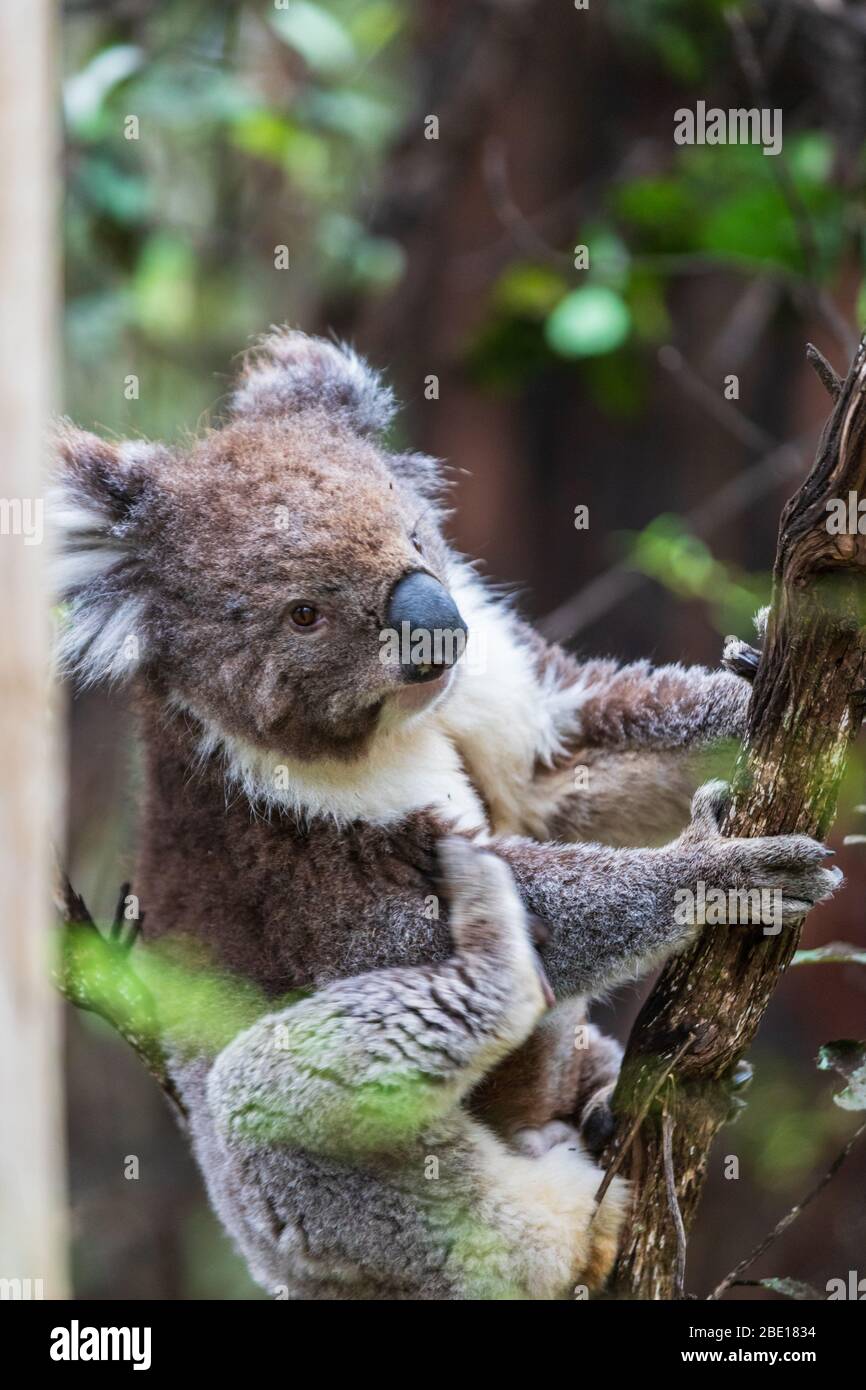 Close up portrait of a wild Koala, Great Otway National Park, Australia Stock Photo