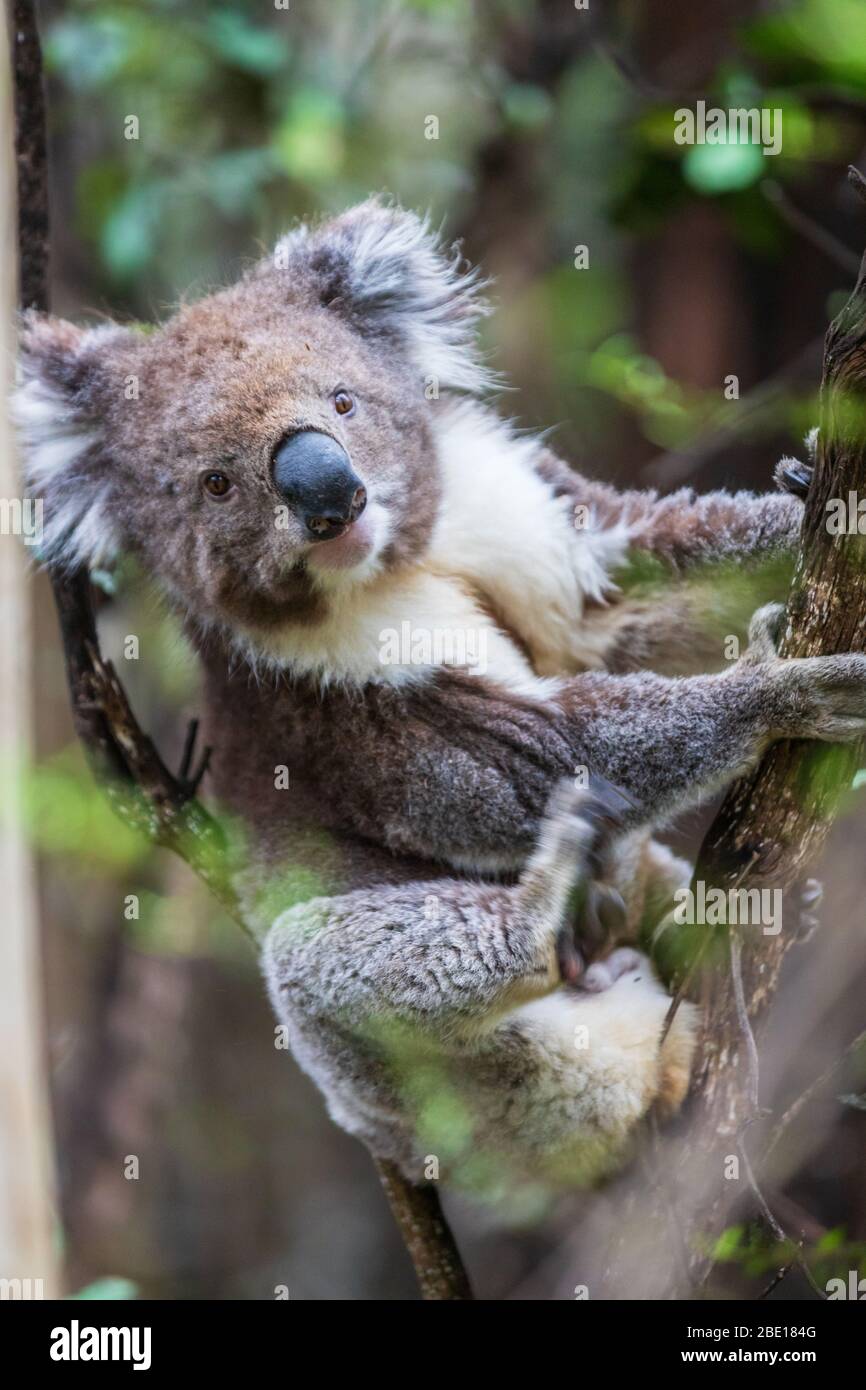 Koala bear melbourne australia hi-res stock photography and images - Alamy