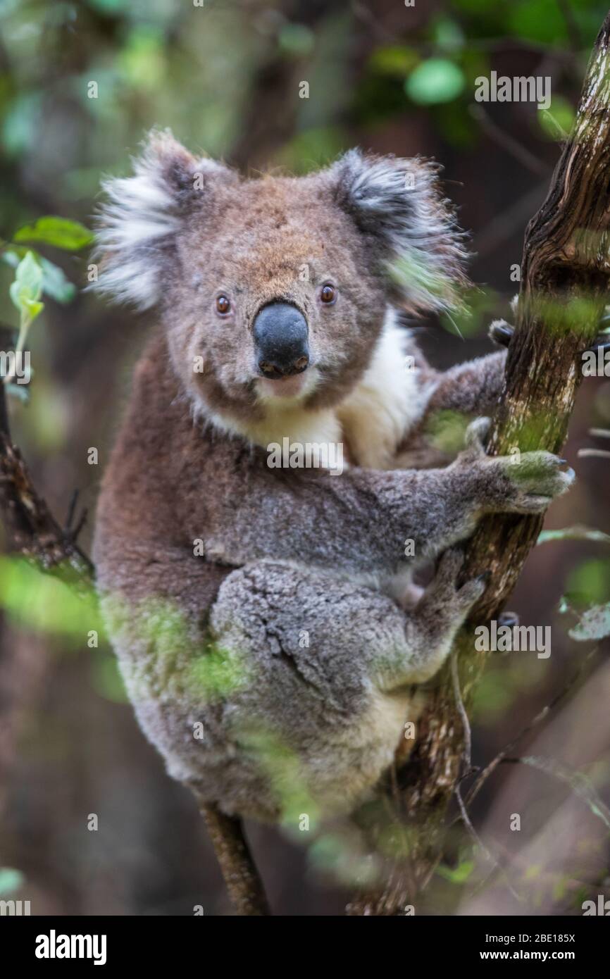 Close up portrait of a wild Koala, Great Otway National Park, Australia Stock Photo