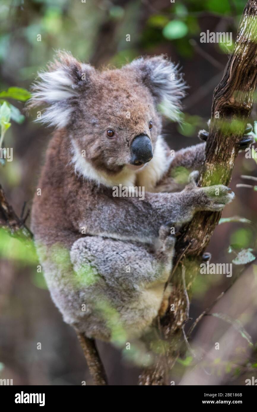 Koala Baby High Resolution Stock Photography and Images - Alamy