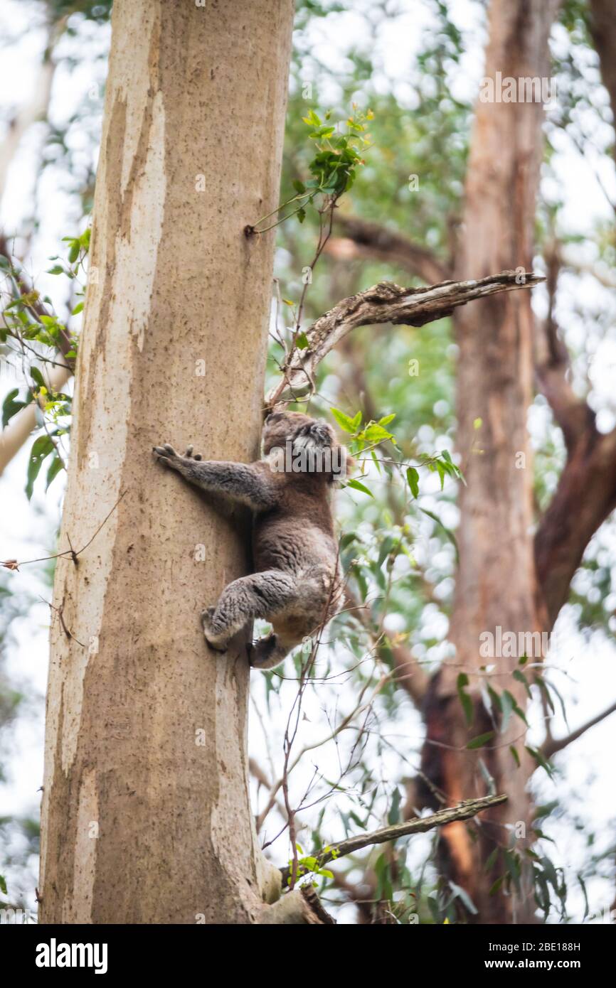 Koala climbing down from a tree, Great Otway National Park, Australia Stock Photo