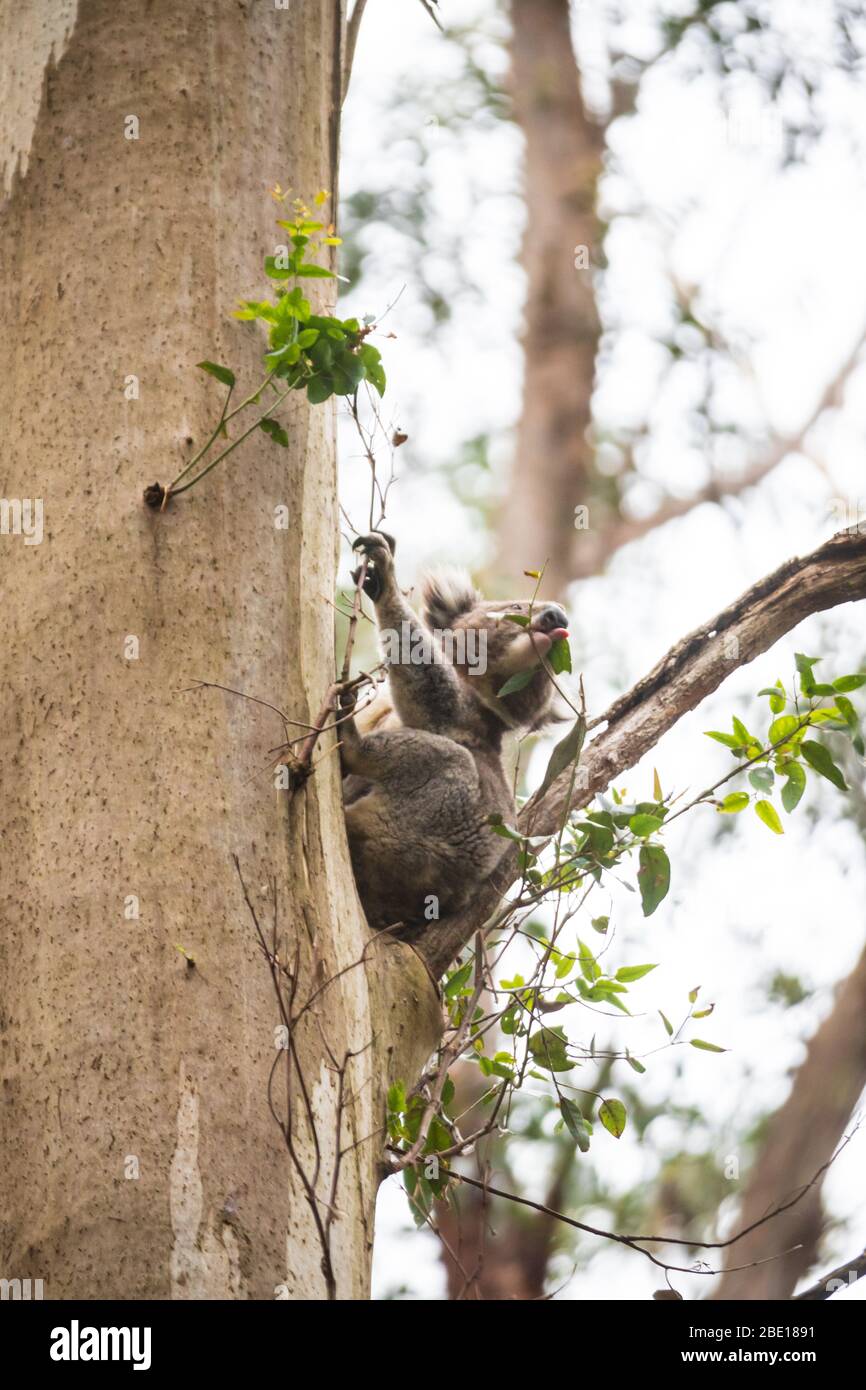 Koala climbing down from a tree, Great Otway National Park, Australia Stock Photo