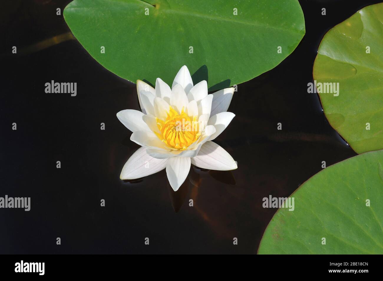 White water lily flowering, Nymphaea alba, from above Stock Photo