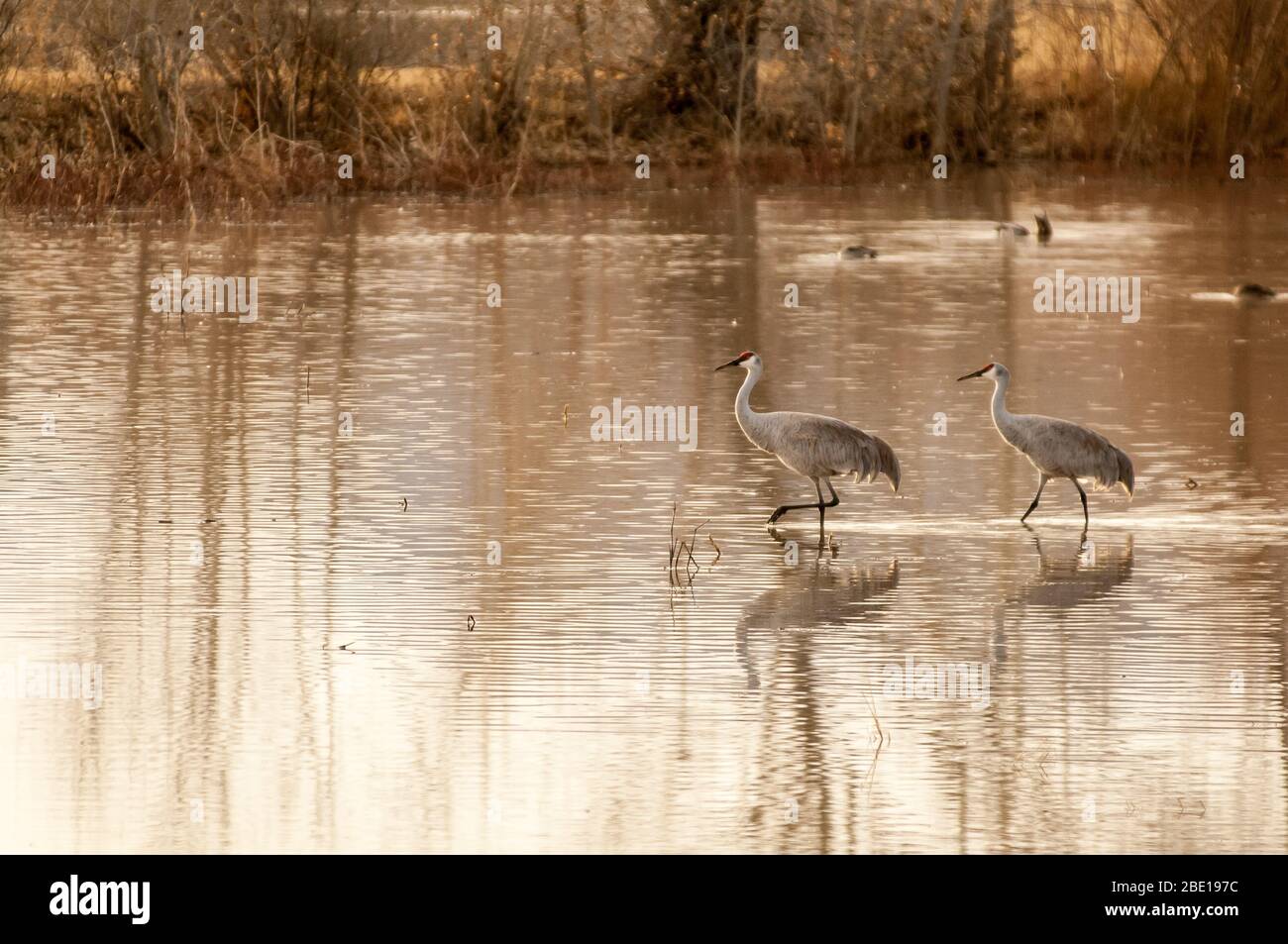 Sandhill Cranes, Bosque Del Apache NM Stock Photo Alamy