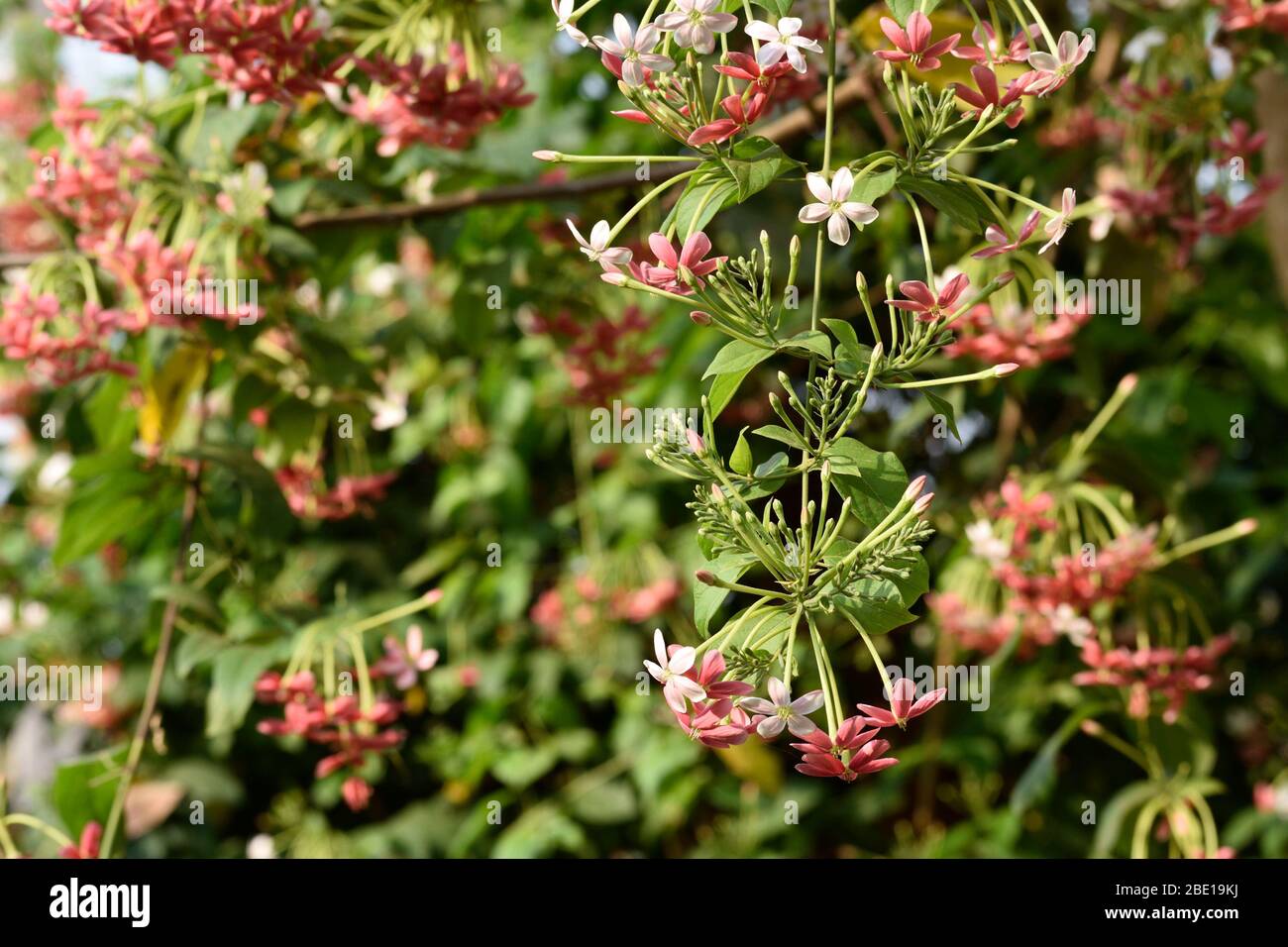 red and white flower on a spring time in india Stock Photo