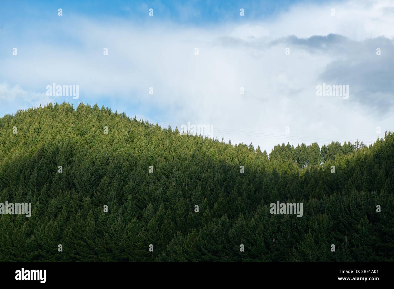 Beautiful pine trees on background at the top of mountains Stock Photo ...