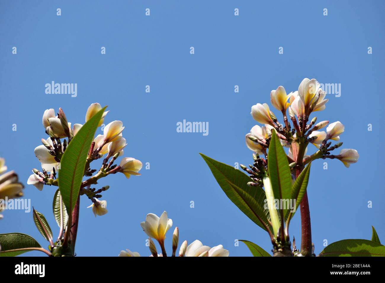 Passo dopo passo. Confezionare in casa caramelle canna fucnge in piccoli  sacchetti regalo Foto stock - Alamy