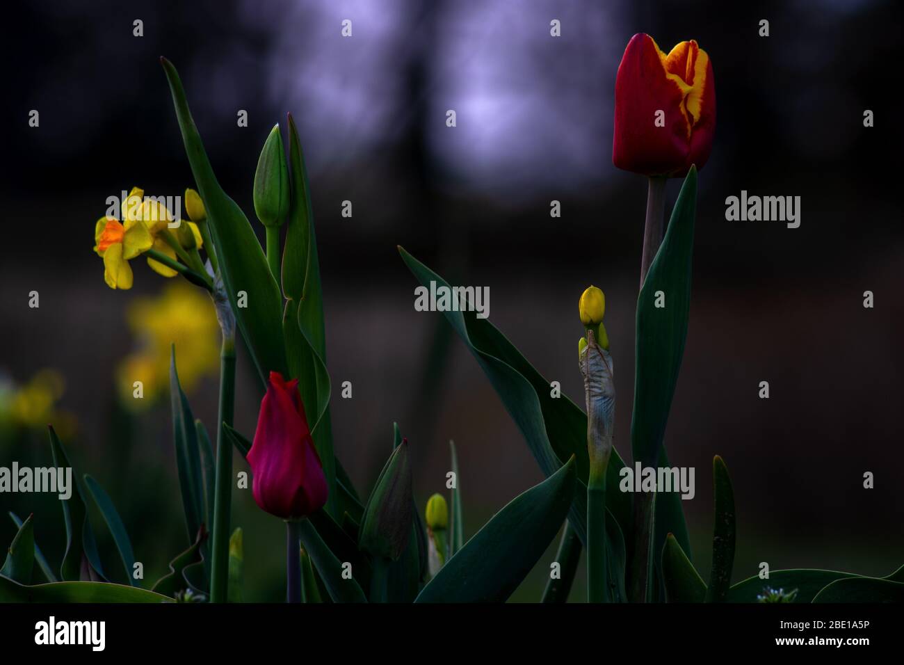 Concept flora : Tulips in mood Stock Photo