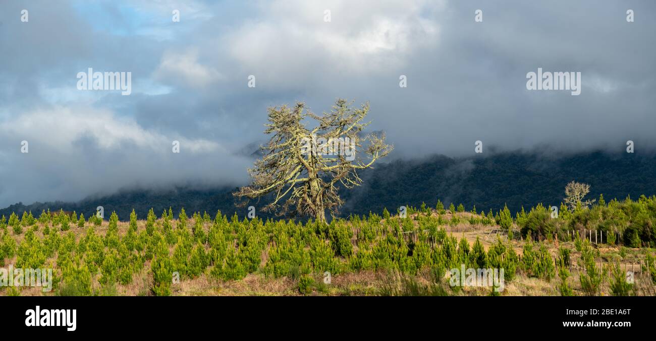Beautiful scenery of pine tree with moss and liken Stock Photo - Alamy