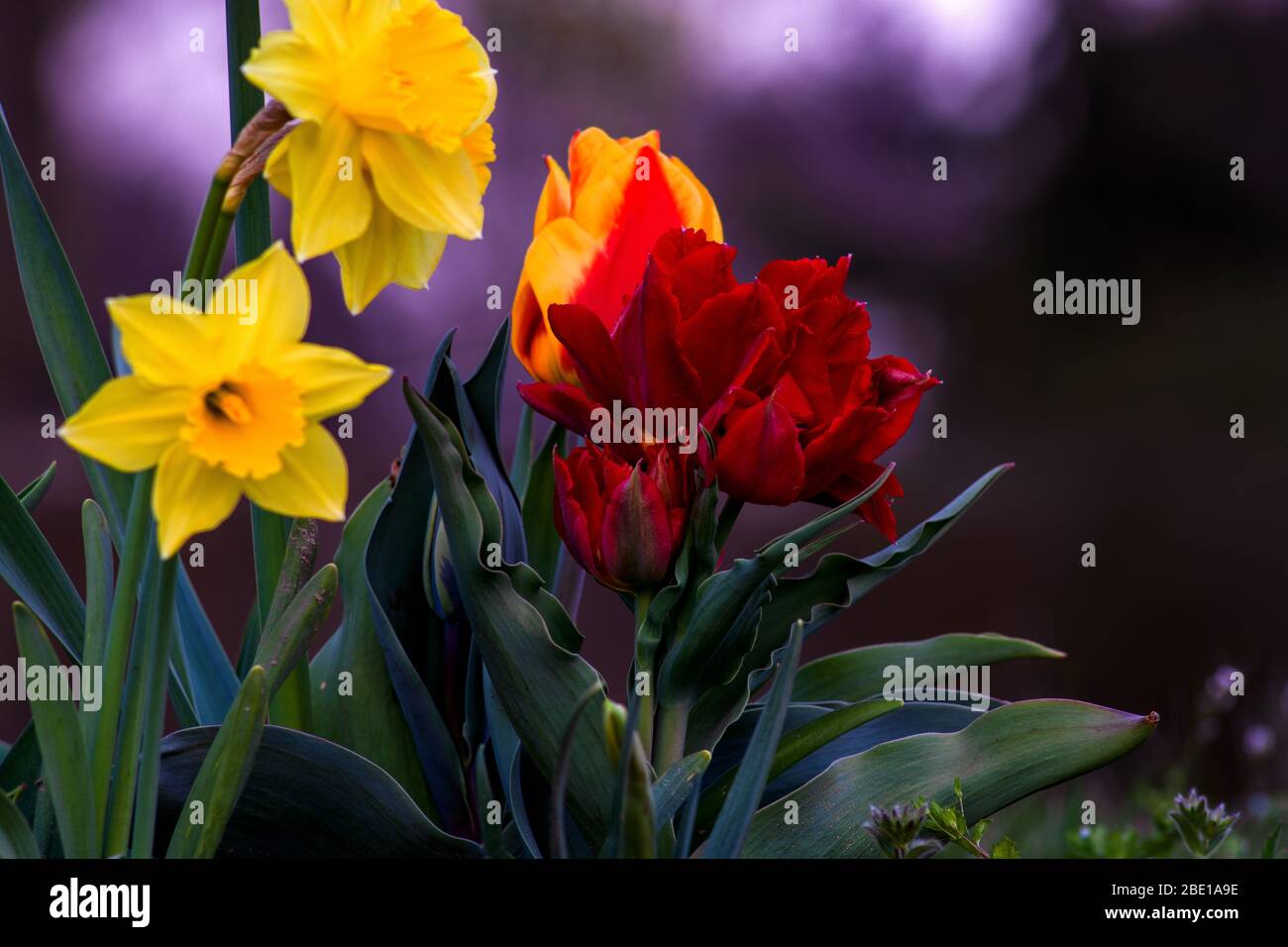 Concept flora : Daffodils Stock Photo