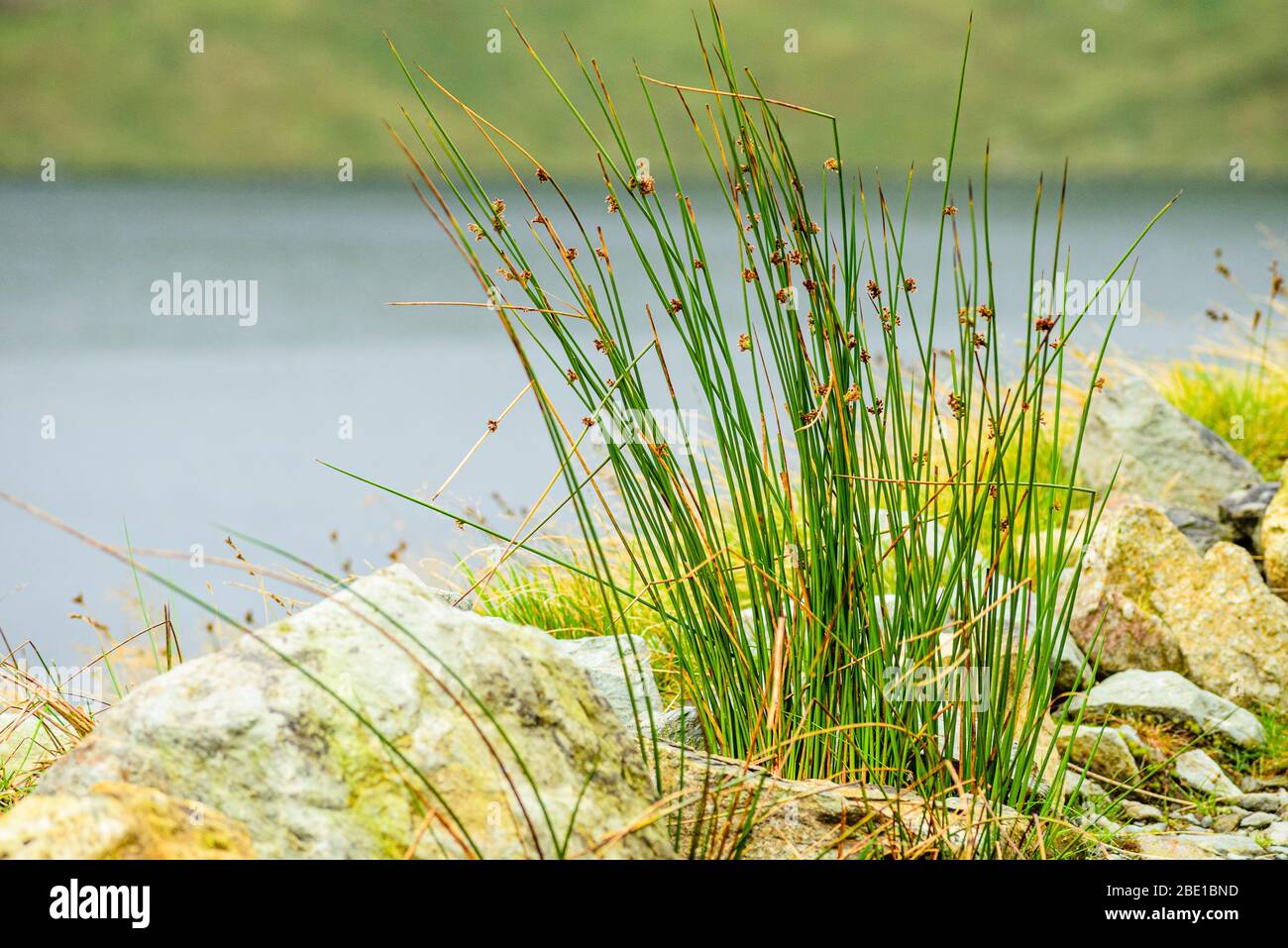 Rushes at Grisedale Tarn in the eastern fells of the English Lake District Stock Photo