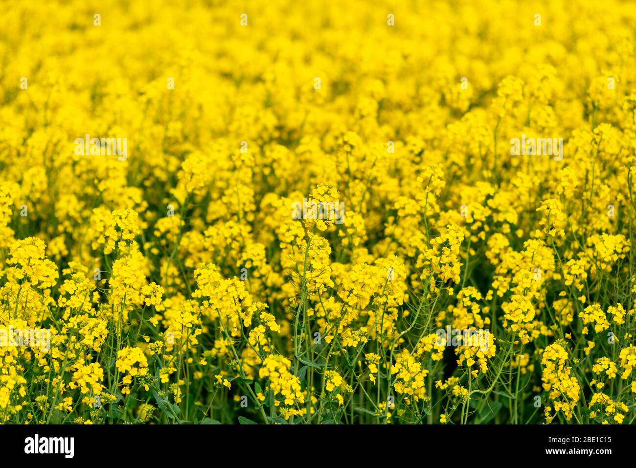 Yellow crop of canola oil tree grown as a healthy cooking oil or