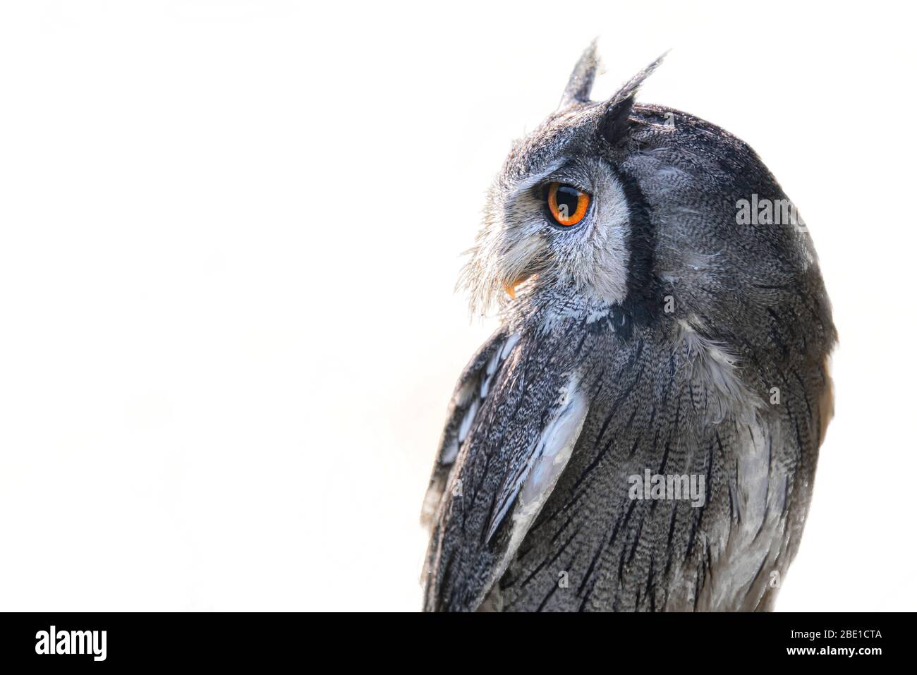Half length profile portrait of a white faced scops owl isolated on a white background Stock Photo
