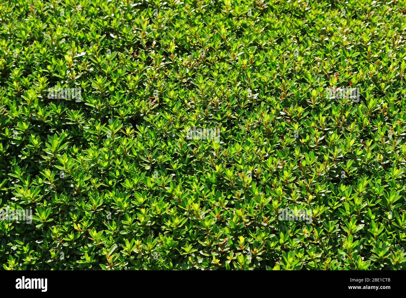 Close up photo of fresh green leaves of a shrub lush in early summer ...