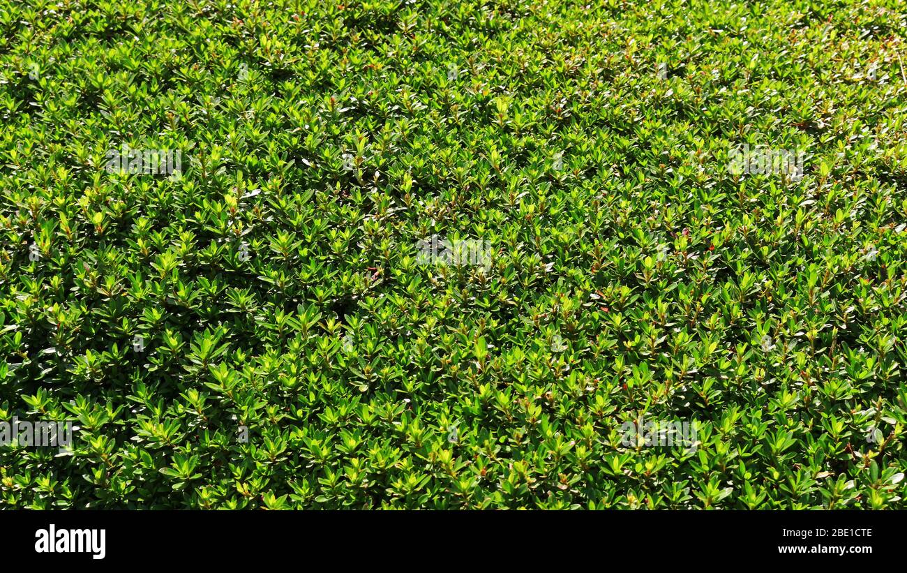 Close up photo of fresh green leaves of a shrub lush in early summer ...