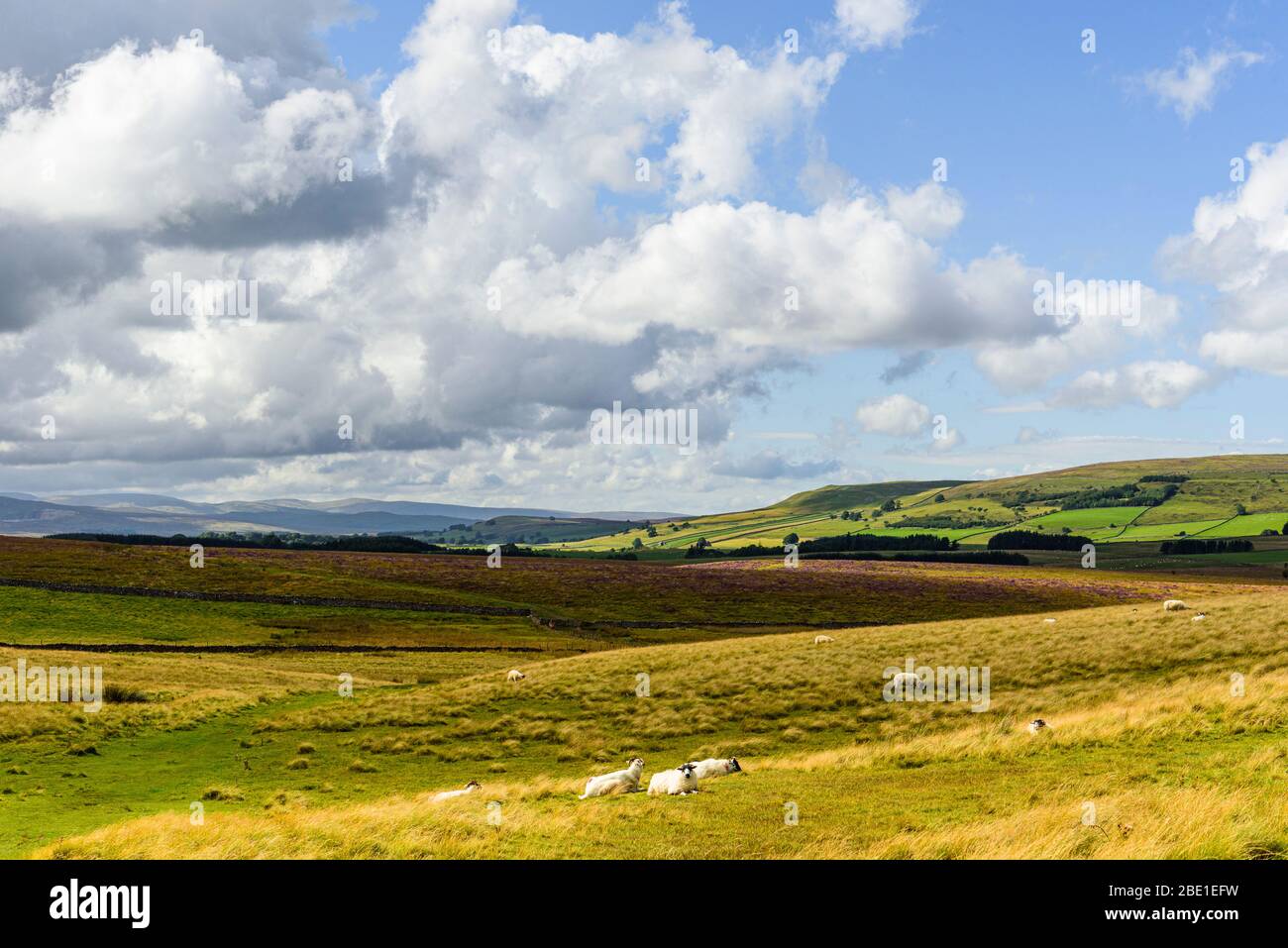 Sheep on Ravenstonedale Moor in the Cumbrian part of theYorkshire Dales National Park with the Lakeland fells in the distance Stock Photo