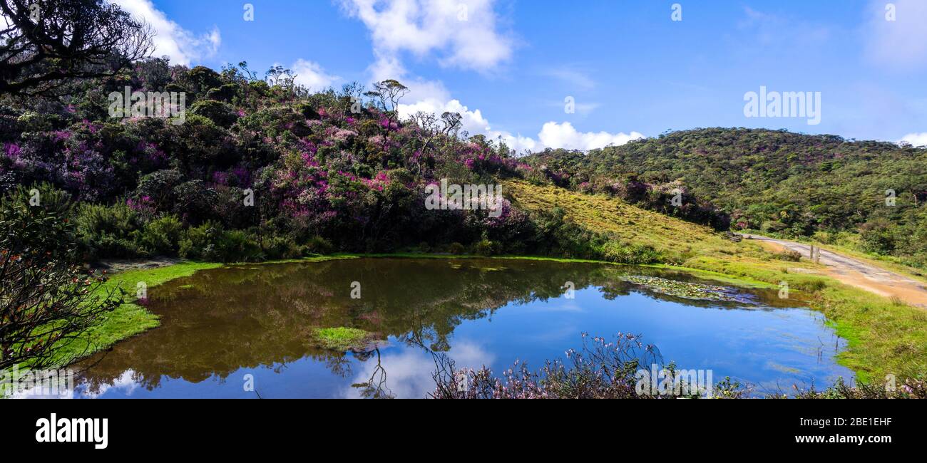 Horton Plains National Park, Sri Lanka when Nelu Flower (Strobilanthes) Blooming season. An incident which happens once in 12 years. Stock Photo