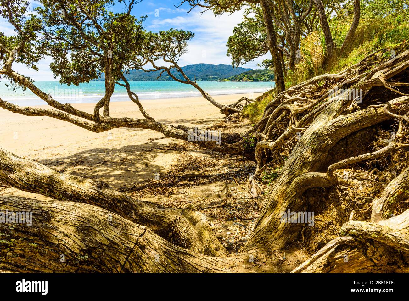 Tree roots, beside Cable Bay, Northland, North Island, New Zealand Stock Photo