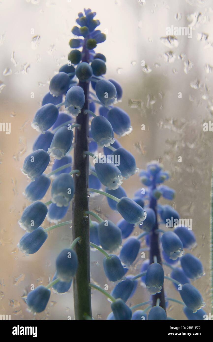 Murine hyacinth against a background of a wet window. Pets trees Stock Photo