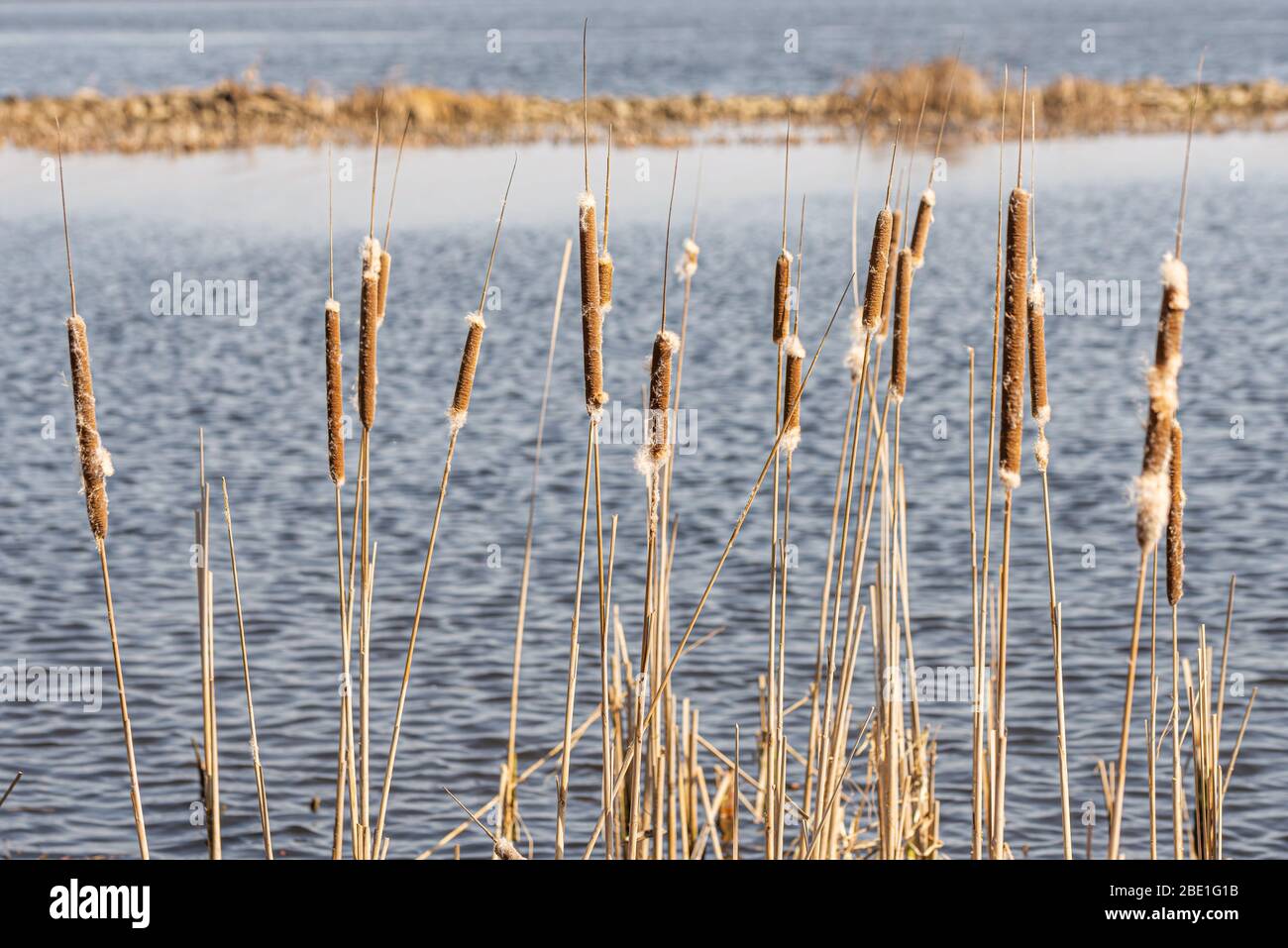 Detail of  dry Typha Latifolia reed flowers close to the Dnieper river, in Kiev, Ukraine, at the beginning of spring Stock Photo