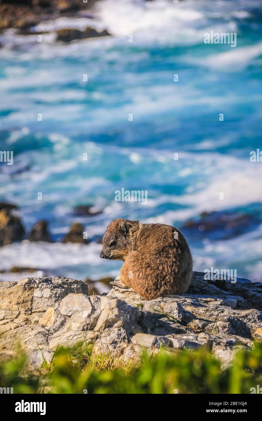 A cute Hyrax sitting on top of a cliff in Hermanus, South Africa Stock Photo