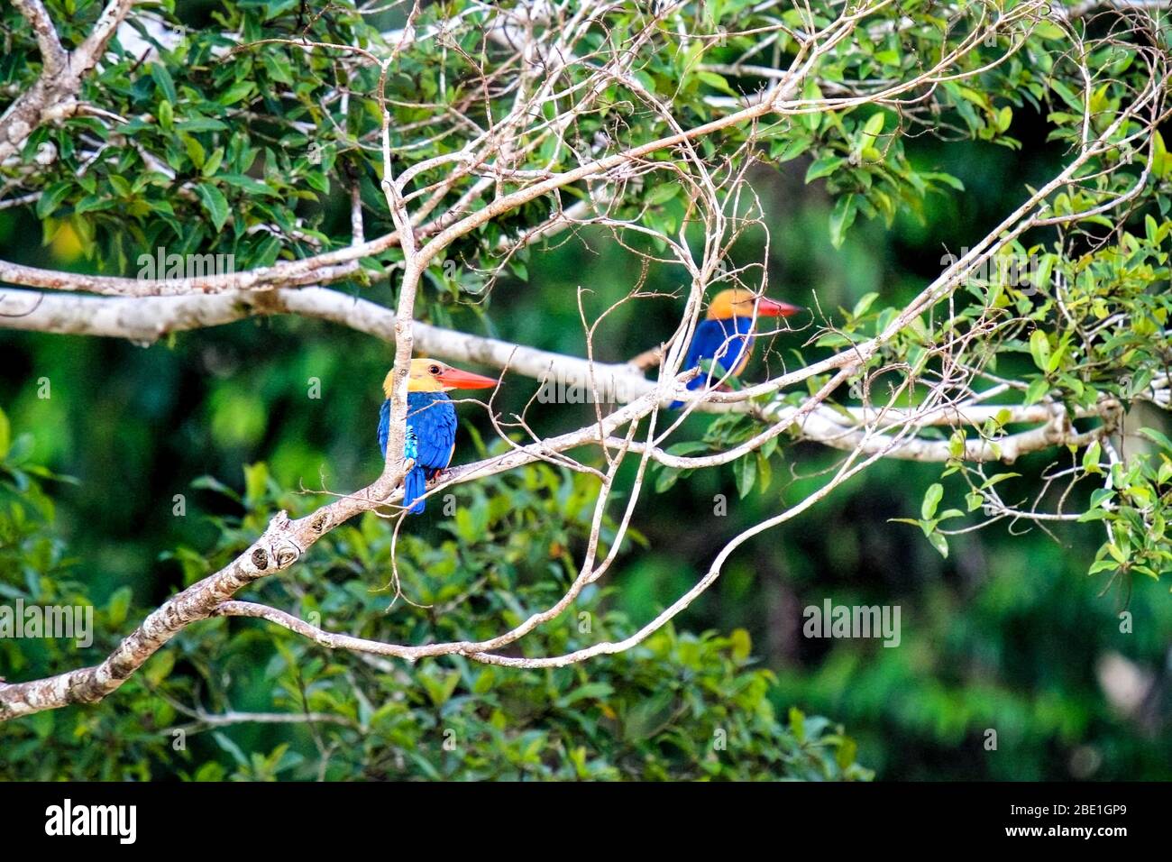 Two Stork-billed kingfishers standing on a branch in near Kinabatangan River, Borneo, Sabah, Malaysia Stock Photo