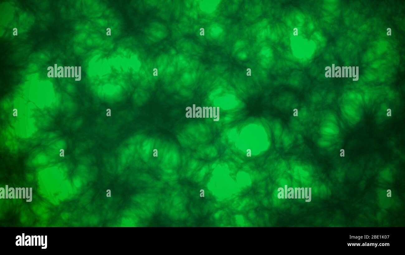 Scientific mysterious dark green fluid microscopic abstract background Stock Photo