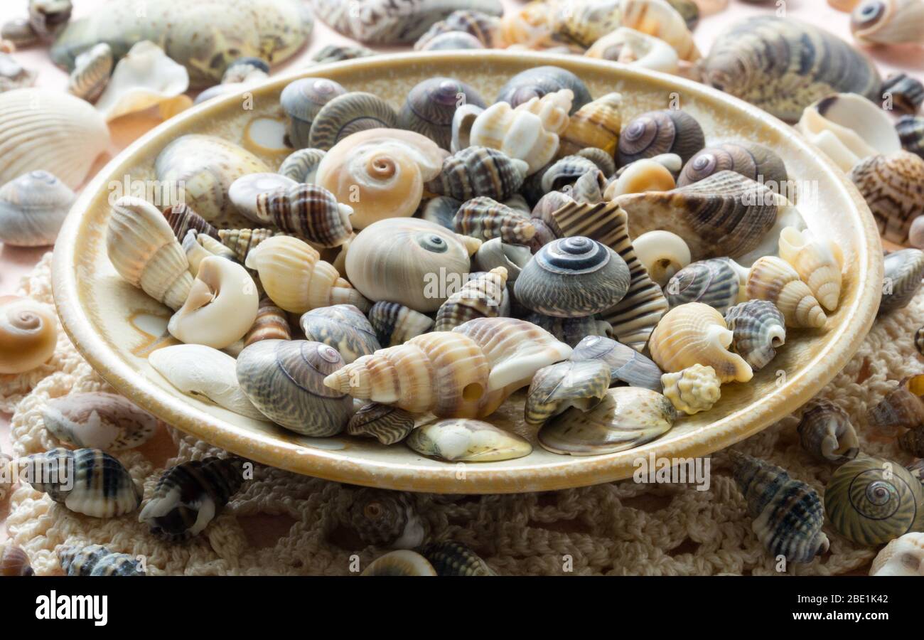 Decorative seashell dish Stock Photo - Alamy