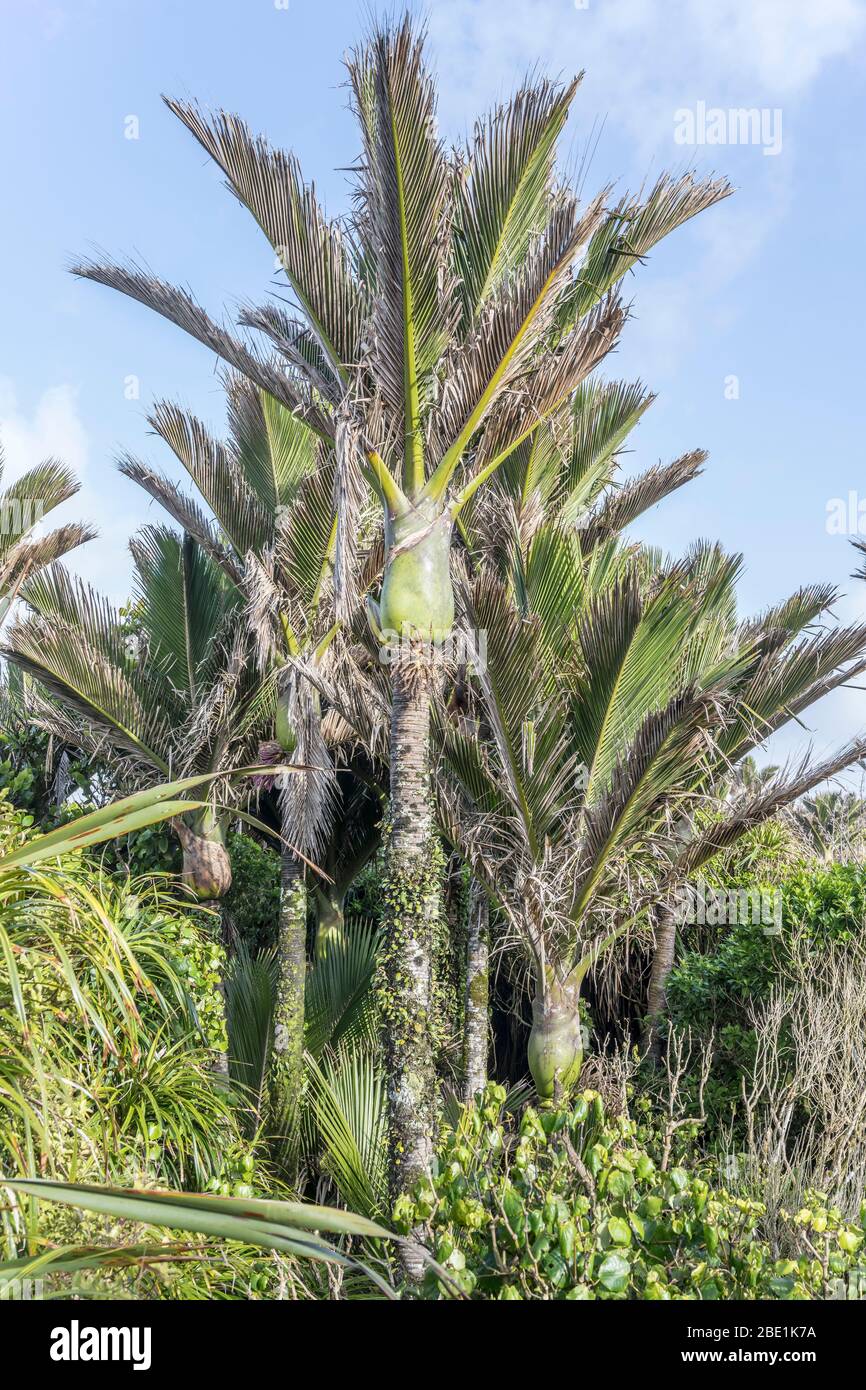Nikau palm tree hires stock photography and images Alamy