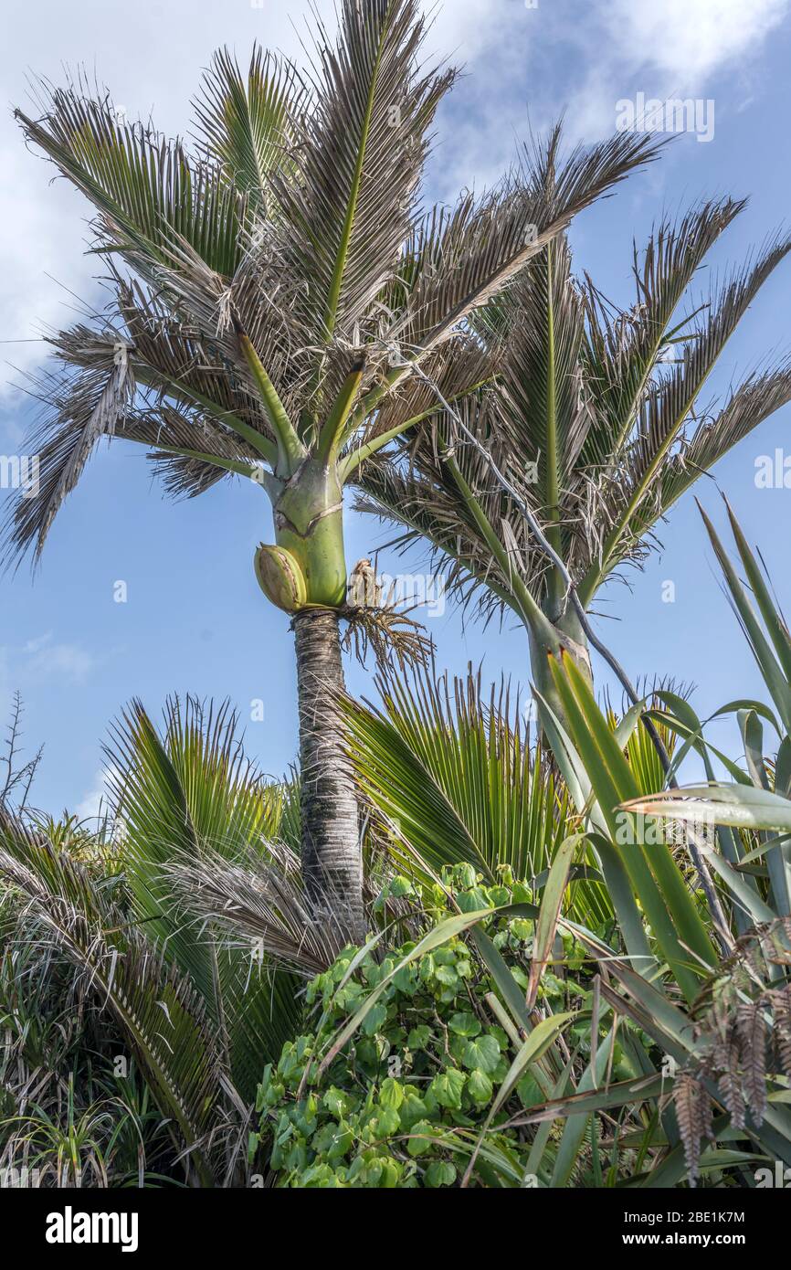 Nikau palm tree hires stock photography and images Alamy