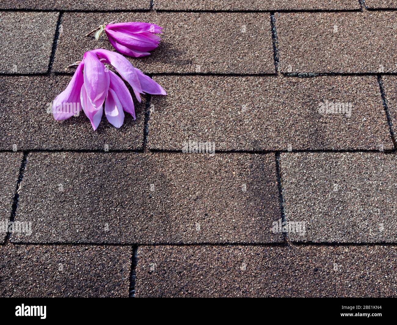 Pink and purple magnolia flowers on asphalt shingles roof Stock Photo