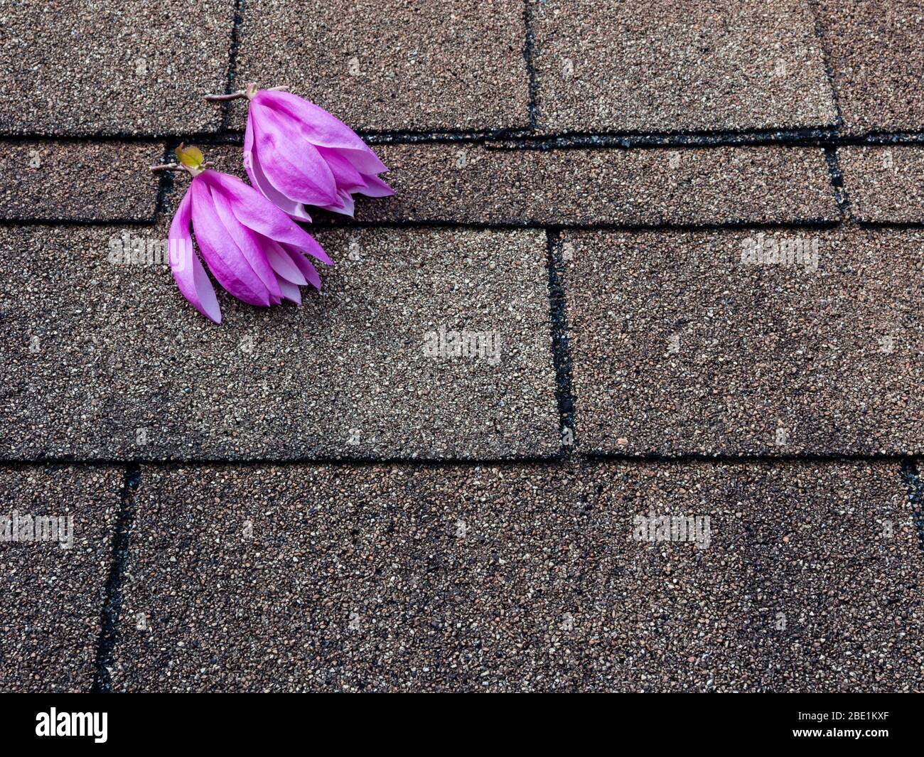 Pink and purple magnolia flowers on asphalt shingles roof Stock Photo