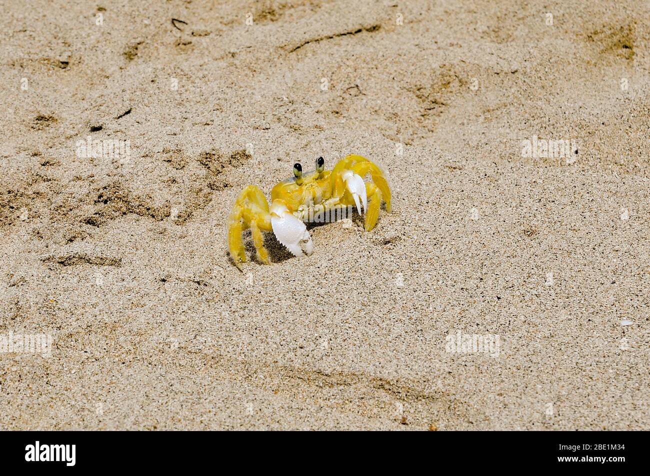 Caribbean crab hi-res stock photography and images - Alamy