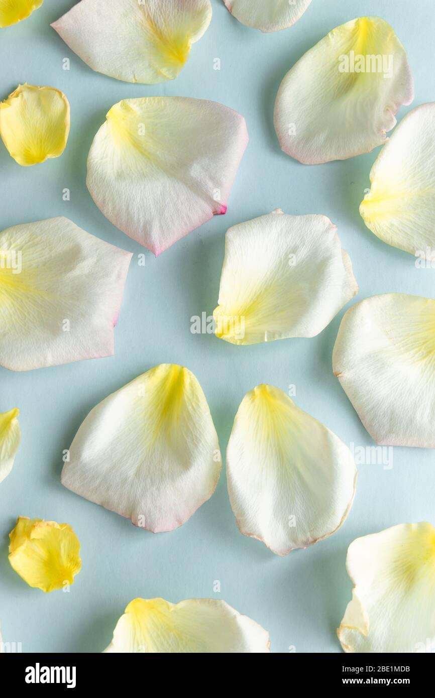 Fresh pastel colors background with rose petals, creation creative concept Stock Photo