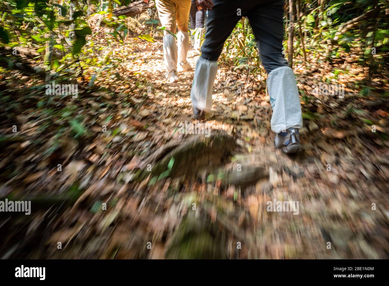 Motion blur technique of walking legs in speed covered by white long socks on tropical forest trekking trail to protect animal on ground and injury. Stock Photo