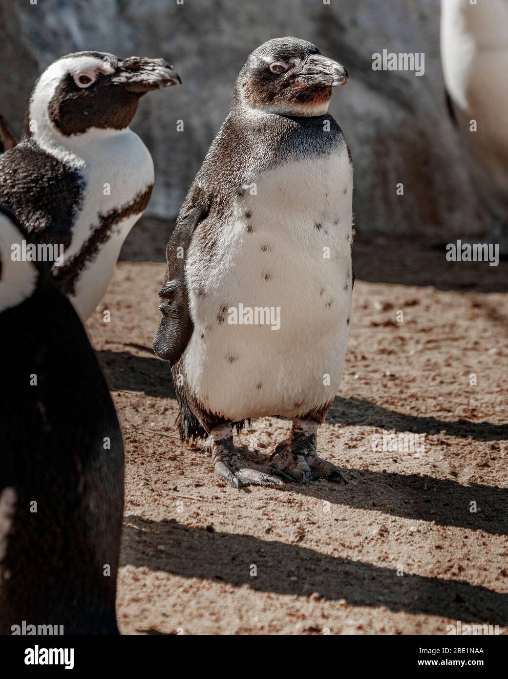 Penguin Spheniscus demersus black footed Stock Photo