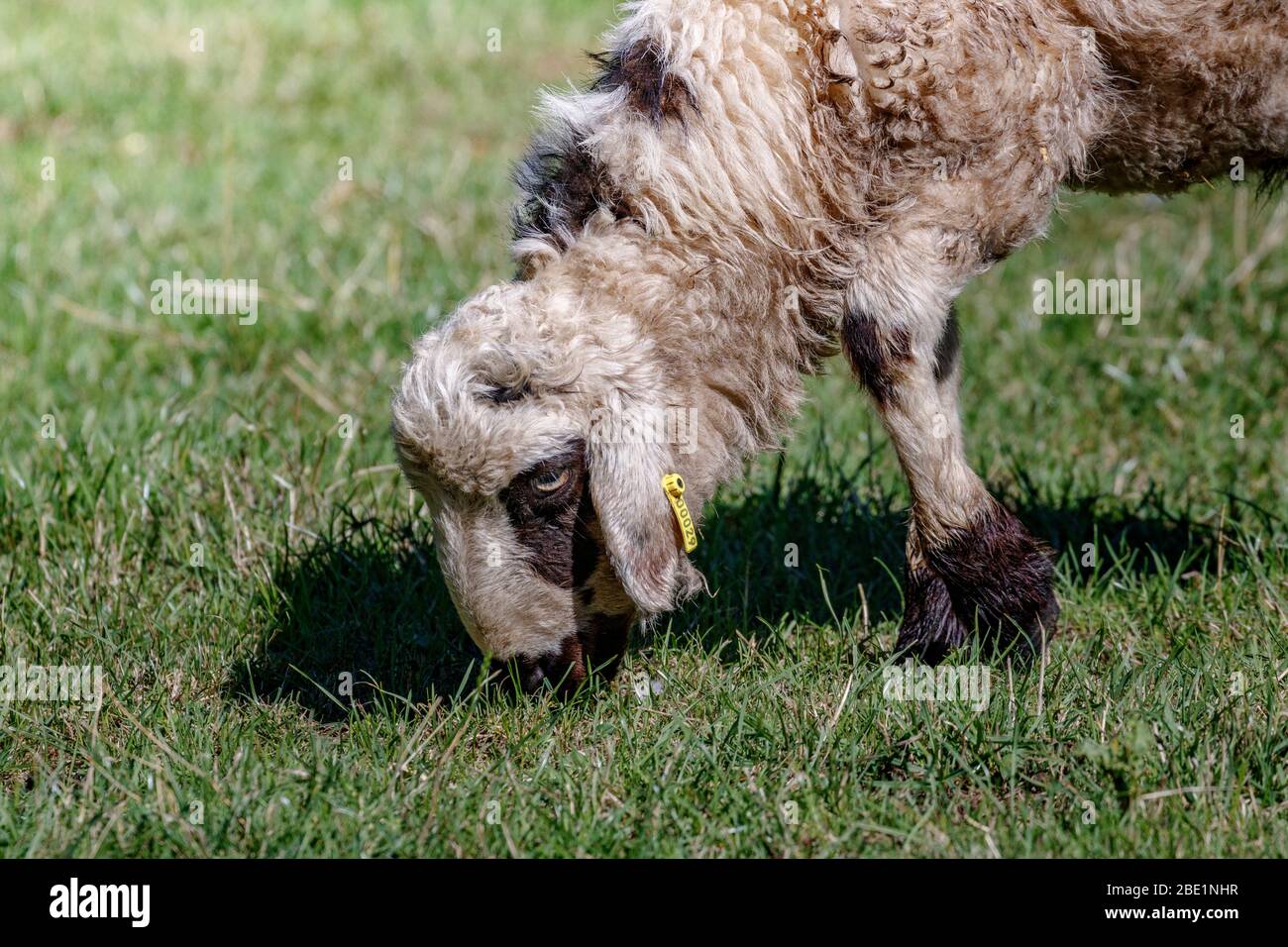 sheep eating grass Stock Photo