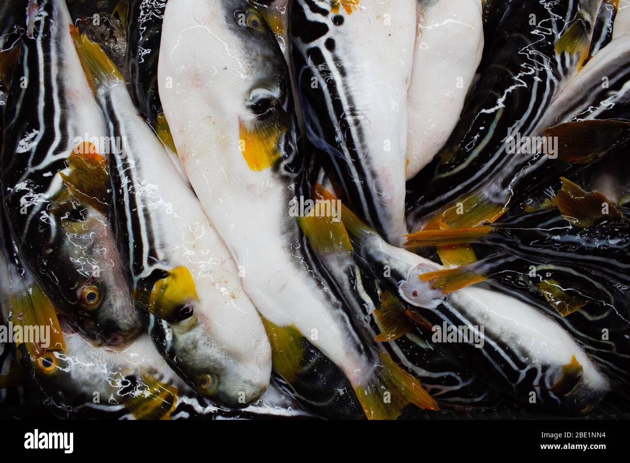 Fresh fugu (pufferfish) at Jagalchi Fish Market, Busan, Korea Stock
