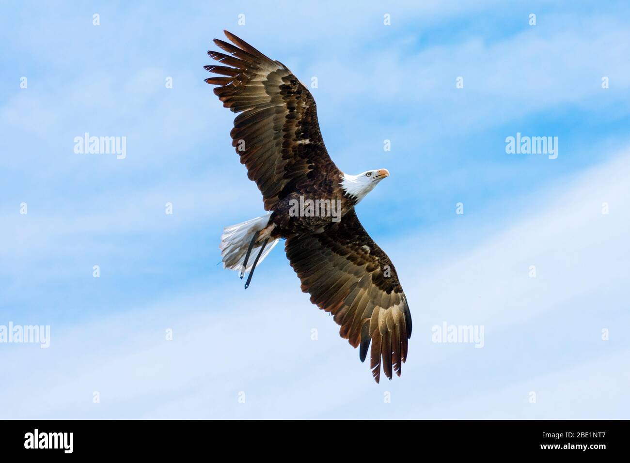 Bald Eagle Flying with blue sky Stock Photo