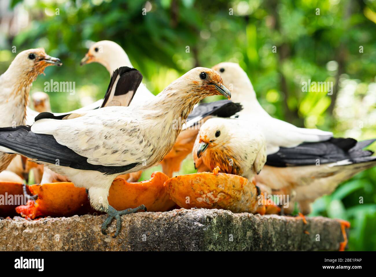 https://c8.alamy.com/comp/2BE1PAP/a-flock-of-pigeons-eating-papaya-in-a-manger-bird-watching-2BE1PAP.jpg