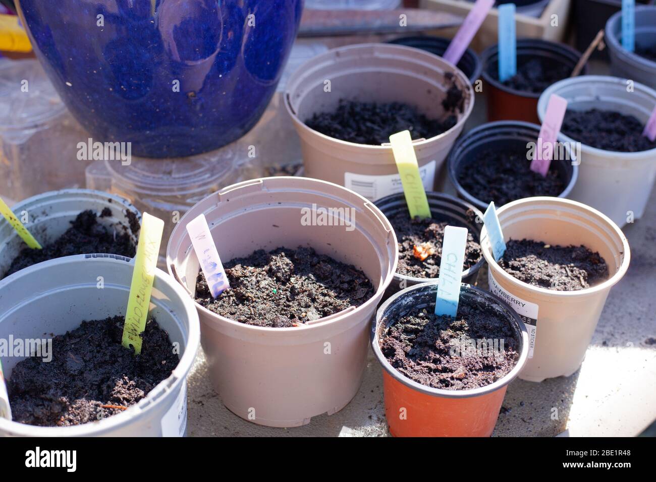 Healthy Lifestyles - Sowing vegetable seeds during Coronavirus lockdown can provide an escape from stress and many people are turning to gardening. Stock Photo