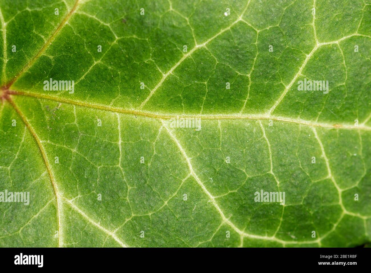 Detail of the Hedera helix, the common ivy Stock Photo