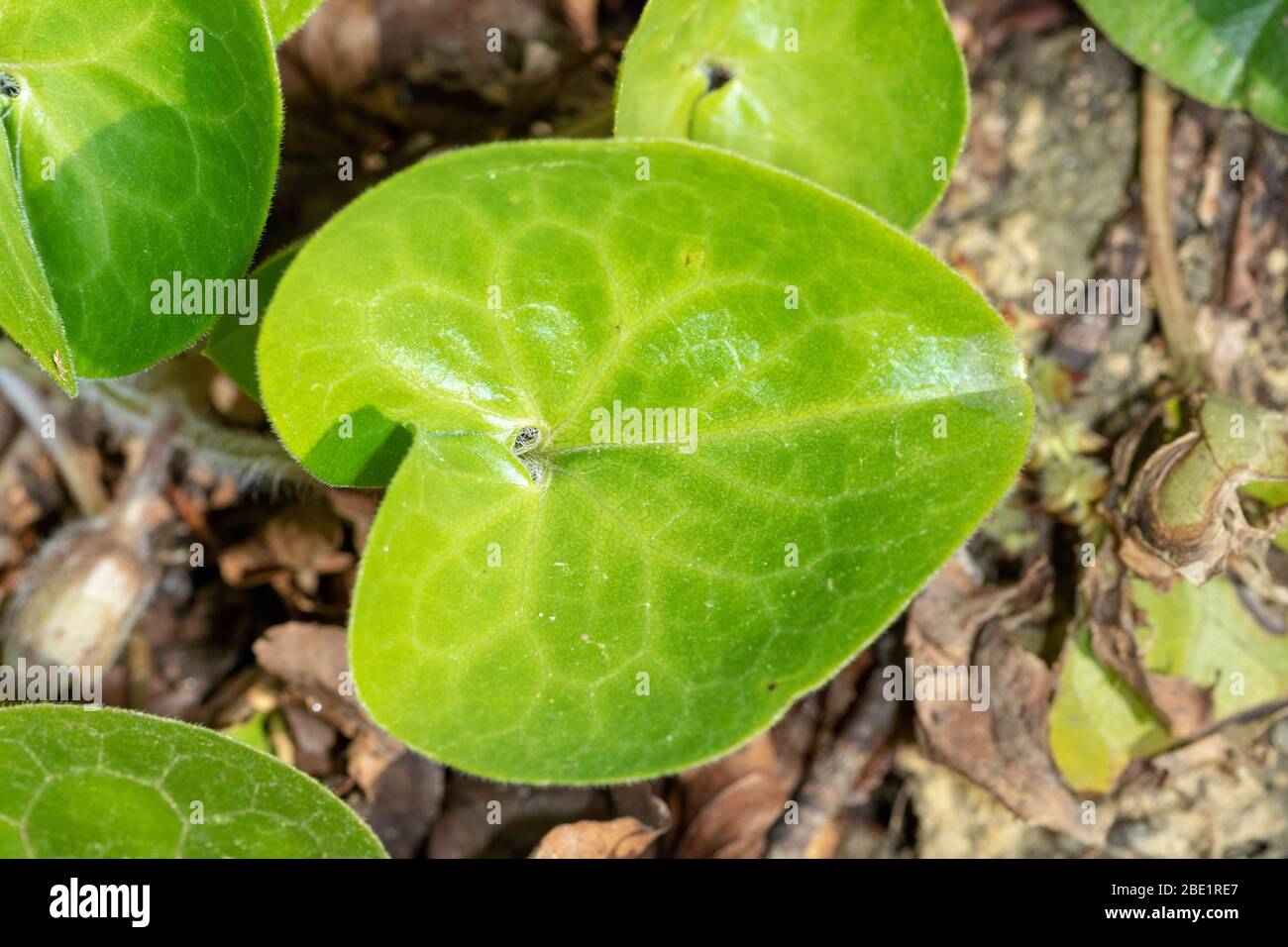 The leaf of Asarum europaeum, commonly known as asarabacca Stock Photo