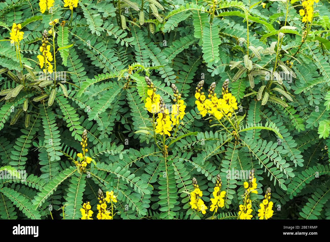 Senna didymobotrya, peanut butter cassia, African senna, popcorn senna, candelabra tree closeup of the yellow flowers, pods and leaves, a native plant Stock Photo